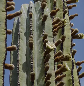 Southwest Planting tips from tucsonbotanical.org