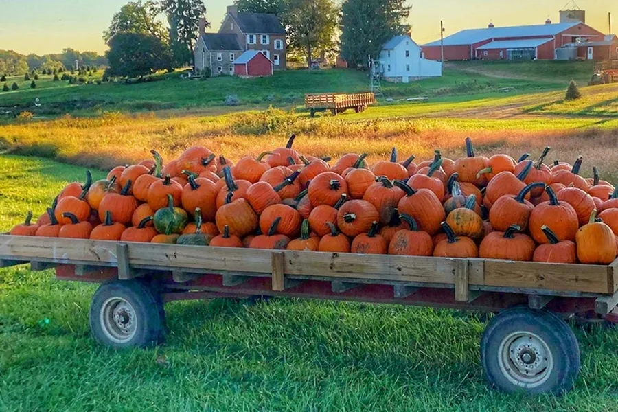 Pumpkin Patch Season in Arizona image