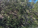 Photo of 628 HILLSIDE DR, Spring Branch, TX 78070