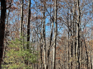 Photo of 69J Ash Branch Drive, HAYESVILLE, NC 28904