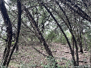Photo of 1021 Santa Fe, Spring Branch, TX 78070